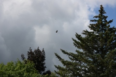 dsc_0339_55493022970_o